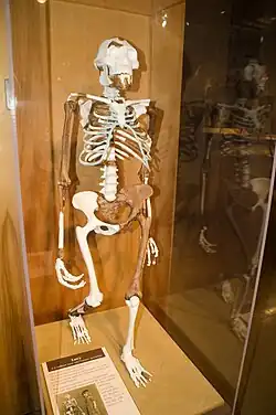 Lucy skeleton reconstruction at the Cleveland Museum of Natural History
