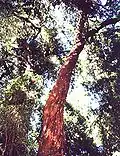 Chilean myrtle trunk in forest