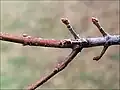 Twig and buds in early March