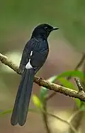 White-rumped shama in the sanctuary