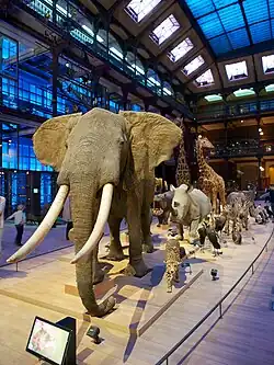 Parade of African mammals