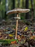 Macrolepiota procera, stack of 15 frames