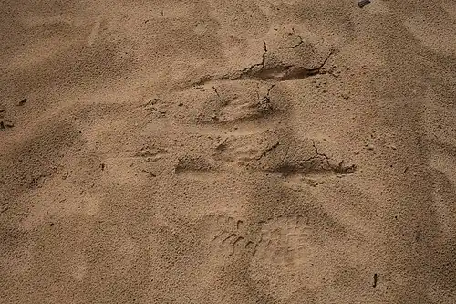 tracks at Wyperfeld National Park in Victoria