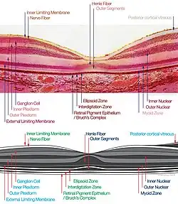 macula histology (OCT)