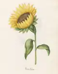 Sonnen Blüme (Sunflower), p.&nbsp;478
