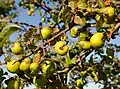 Ripe crab apples on the branch