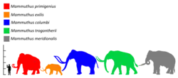 Colored silhouette of a woolly mammoth (blue), relative in size to a human and past and present elephants