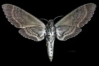 Female, ventral view