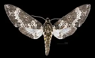 Manduca manducoides ♀