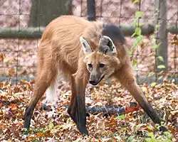 Maned wolf in Beardsley Zoo