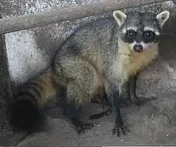Crab-eating racoon