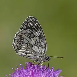 male form procida underside