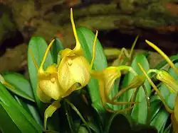 Masdevallia (Masdevallia) sect. Minutae: Masdevallia floribunda
