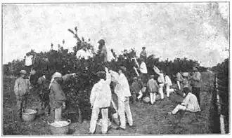 Orange harvest, Valencia region, early 20th century