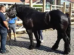 Medium-heavy cold-blooded draught horse