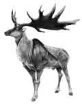 Megaloceros restoration