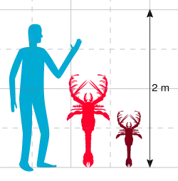 A graph showing the a human at 2&nbsp;m (6&nbsp;ft 7&nbsp;in), with a large lobster-like creature next to it at just under 1.5&nbsp;m (4&nbsp;ft 11&nbsp;in), and a smaller lobster-like creature next to that half its size.