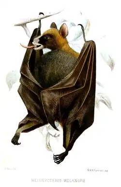 Drawing of brown bat