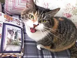 A cat meowing.