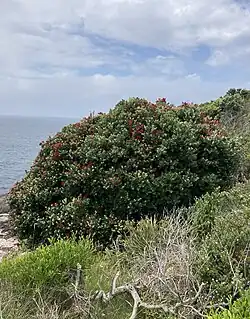 A Metrosideros kermadecensis specimen on a beach.