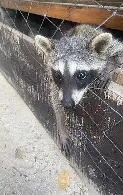 A photo of a cozumel raccoon with a pleading expression on its face sticking its head and arm through some netting to reach down to a tortilla chip laying on the sandy ground.