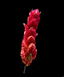 Justicia brandegeeana Texas Gulf Coast