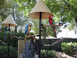 Parrots in the Tropical Wings exhibits.