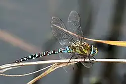 Male