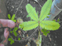 Mimosa pudica folding leaflets inward.