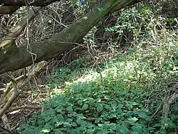 Isoglossa woodii and a young Dracaena aletriformis in the shelter of a Mimusops afra.