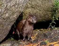 A mink, near Fish Creek