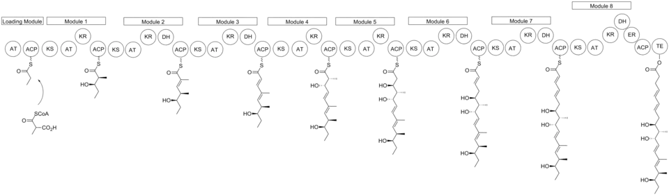 Proposed Biosynthesis of Nargenicin.