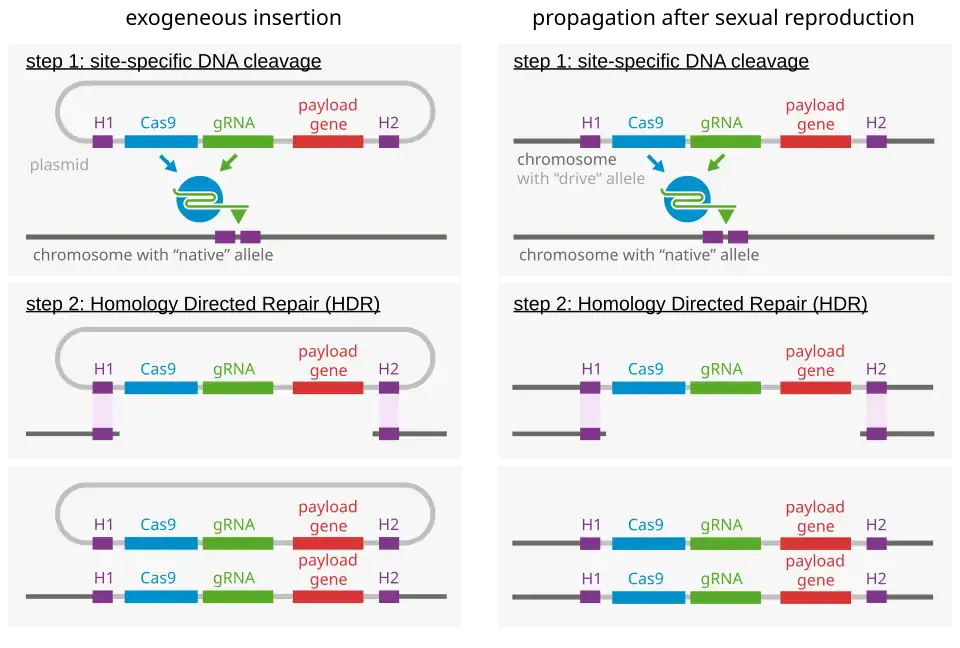Molecular mechanism of gene drive.