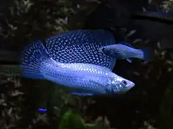 Fancy sailfin mollies