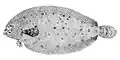Deepwater flounder, Monolene sessilicauda