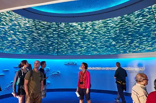 Visitors stand in a tall room underneath sardines swimming in a circle around them