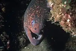 California moray