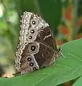 Morpho helenor marinita