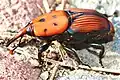A red palm weevil in the wild.