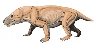 Moschorhinus kitchingi