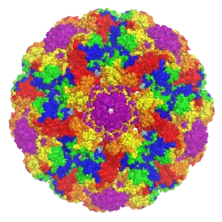 A rendered capsid image with the symmetry-related VP1 monomers shown in different colors and centered on a strict pentamer, producing a radial symmetry effect.