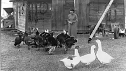 Chicken farm in Picture Butte