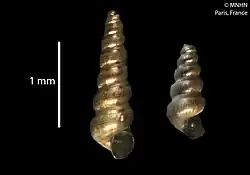 A shell specimen of one of the species within this genus. It resembles a spiral.