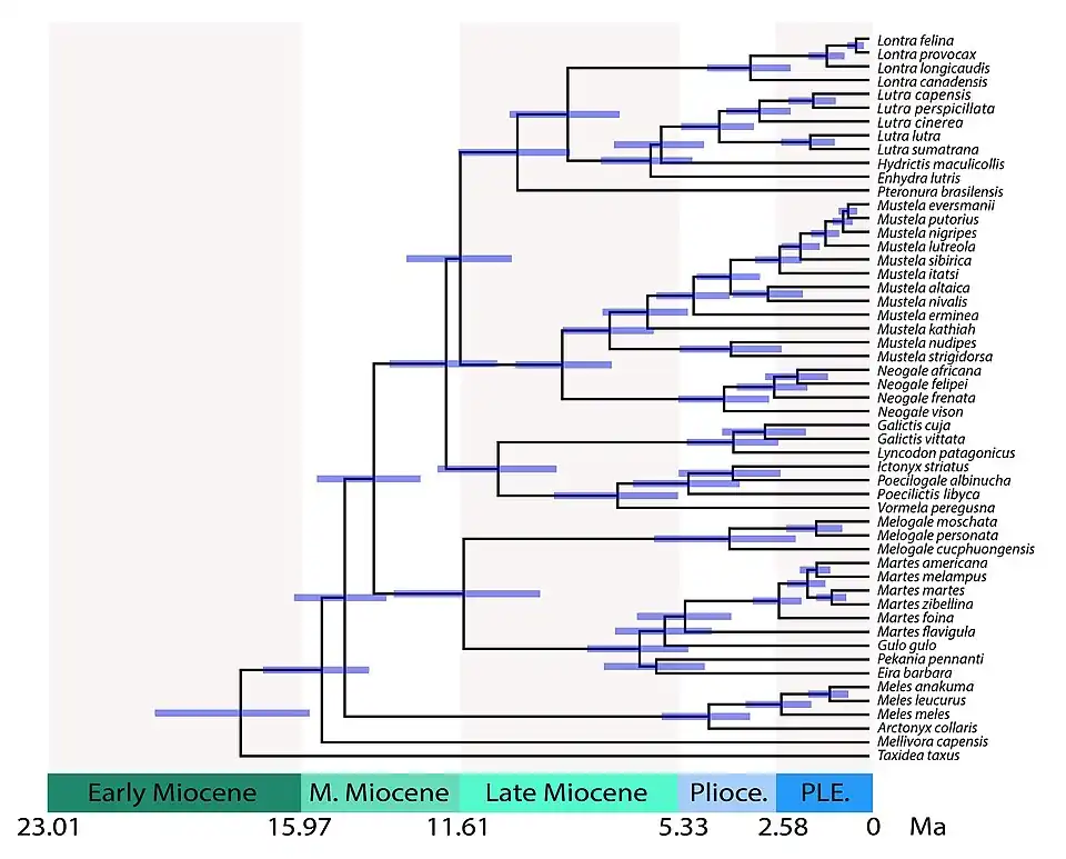 Time-calibrated tree of Mustelidae showing divergence times between lineages. Split times include: 28.8&nbsp;million years (Ma) for mustelids vs. procyonids; 17.8 Ma for Taxidiinae; 15.5 Ma for Mellivorinae; 14.8 Ma for Melinae; 14.0 Ma for Guloninae + Helictidinae; 11.5 Ma for Guloninae + Naquinae vs. Helictidinae; 12.0 Ma for Ictonychinae; 11.6 Ma for Lutrinae vs. Mustelinae.[4]