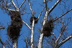 Nests in Zaragoza, Spain