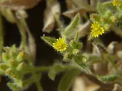 Tiny yellow flowers with three multi-lobed petals and buds and small long-hairy leaves
