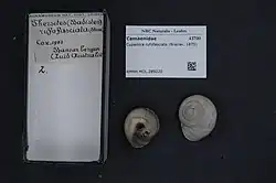 Two mollusk shells of cupedora rufofascista and information cards