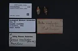 Type specimen showing 2 shells, a hand-written identification tag and 3 typed tags from the Amsterdam and Leiden museums