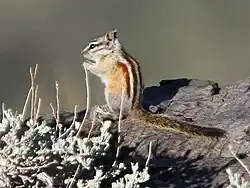 Brown chipmunk