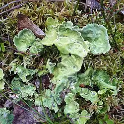 Close-up photograph of Nephroma arcticum thalli showing broad, wavy, pale green lobes growing among moss